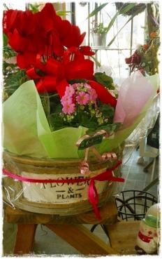 もうすぐクリスマス☆｜「花の店ハナヤ」　（兵庫県宍粟市の花キューピット加盟店 花屋）のブログ