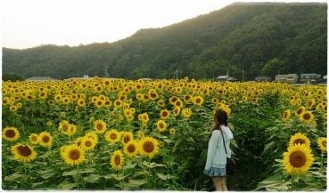 ８月☀ひまわり｜「花の店ハナヤ」　（兵庫県宍粟市の花キューピット加盟店 花屋）のブログ