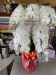 開店御祝にお届け致しました。|「花の店ハナヤ」　（兵庫県宍粟市の花屋）のブログ